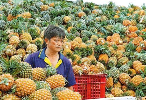 台湾凤梨吃瓜群众事件,吃瓜群众的争议与反思