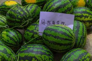 师范大学吃瓜,师范大学里的那些“吃瓜”趣事