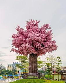 红蓝网红路,揭秘网络红人的崛起与挑战