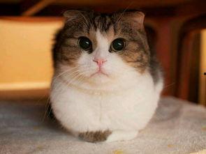 北方猫吃瓜视频