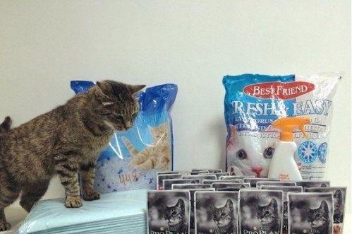 网红小罗猫吃东西,网红小罗猫的美食探险记