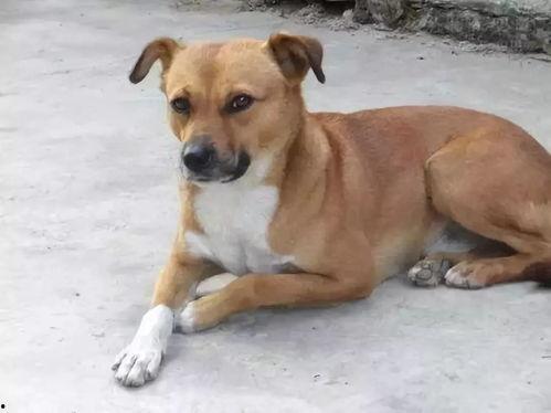 中华田园犬微头条,本土犬种的文化传承与生活故事