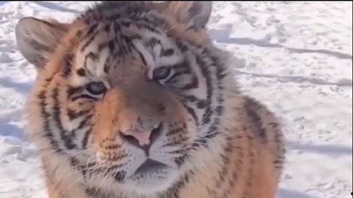 莱芜网红老虎评论视频,引发网友热议！