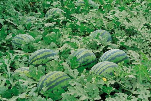 桃花源吃瓜资源QQ群,揭秘神秘社交圈背后的故事